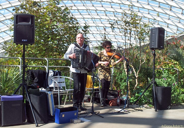 Fiddlebox in the Great Glasshouse